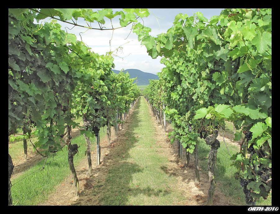 Gaestehaus Weingut Glas Neustadt an der Weinstraße Eksteriør bilde